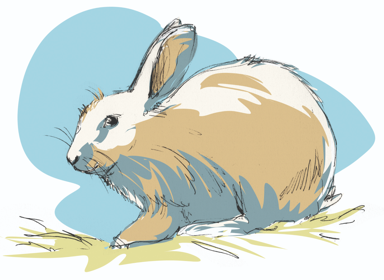 Image Lapifolia Lapin