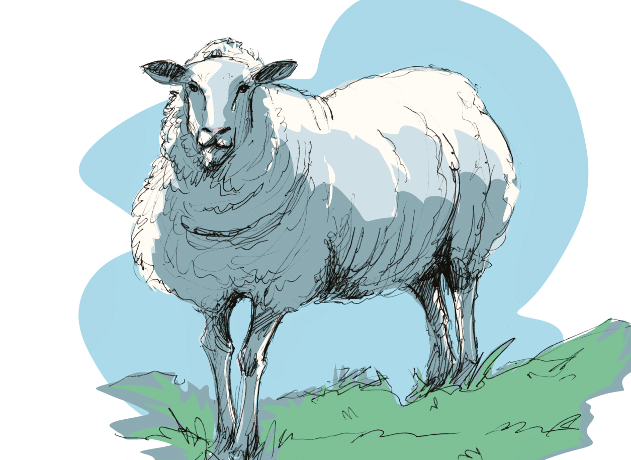 Image Ovifolia Mouton